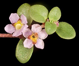 <i>Glossostigma</i> Genus of flowering plants