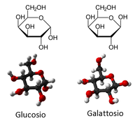 Glucosio-galattosio.png