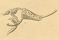 Gongora minax plate 170, fig.I in: H. G. Reichenbach: Xenia orchidacea - vol. 2 (1874) (Detail)
