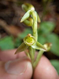 <i>Goodyera umbrosa</i> Species of orchid