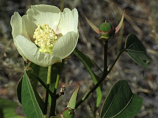 <i>Gossypium thurberi</i> Species of flowering plant in the mallow family Malvaceae