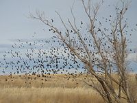 ゴーヴ郡の野鳥