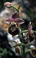 Ophrys heldreichii (Griechenland)