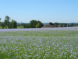 Champ de lin au printemps à Grand-Reng (commune belge d’Erquelinnes, province de Hainaut). (définition réelle 2 272 × 1 704)