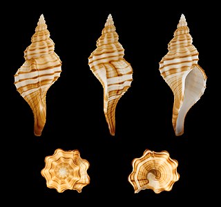 <i>Granulifusus dondani</i> Species of gastropod