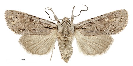 Ichneutica averilla