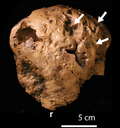 The holotype from above with arrows indicating supposed pathologies Gravitholus.png