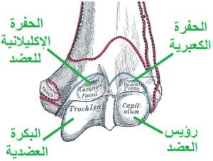 Gray207-trochlea-capitulum Arabic YM.png