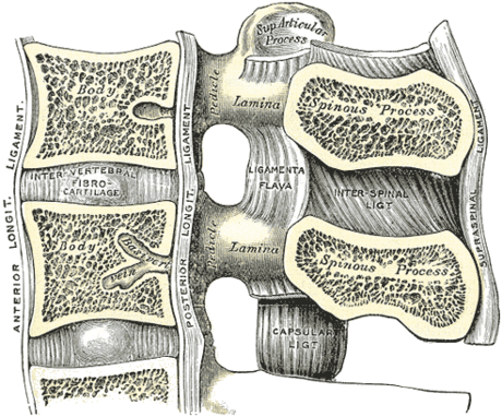 Longitudinal ligament