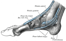 Program de Recuperare Pentru Gleznă şi Picior | Ortopedia pe Înţelesul Tuturor