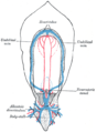 İkinci həftəliyində insan embrionunda damar kanalının sxemi