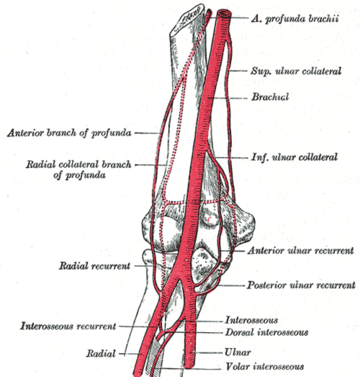 Arteria recurrente cubital