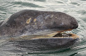 Gray whale calf by Marc Webber USFWS.jpg