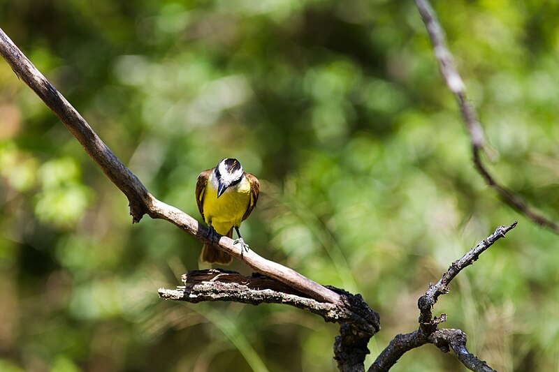 File:Great kiskadee (46953637334).jpg