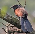 Greater Coucal (Centropus sinensis) at Narendrapur W IMG 4159.jpg