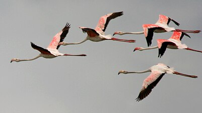 Pink is often associated with the exotic. Greater flamingoes in flight over Pocharam Lake in Andhra Pradesh, India.