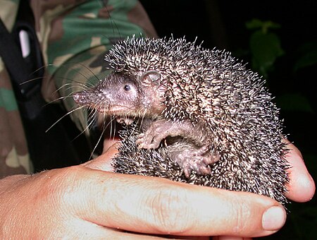 Greater Hedgehog Tenrec (Setifer setosus).jpg