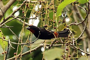 Список Птахів Ямайки: Позначки, Гусеподібні (Anseriformes), Куроподібні (Galliformes)