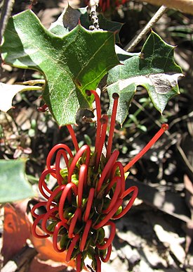 Kukkiva Grevillea steiglitziana Brisbane Rangesin kansallispuistossa (Australia)