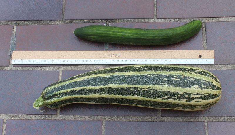 File:Gurke Zucchini Vergleich.png