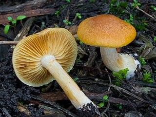 <i>Gymnopilus austrosapineus</i> Species of mushroom