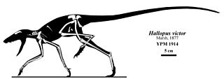 <i>Hallopus</i> Extinct genus of reptiles