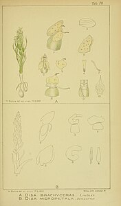 plate 70 A. Disa brachyceras B. Disa micropetala