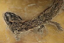 Specimen at the Natural History Museum of Basel Hassiacosuchus haupti.jpg