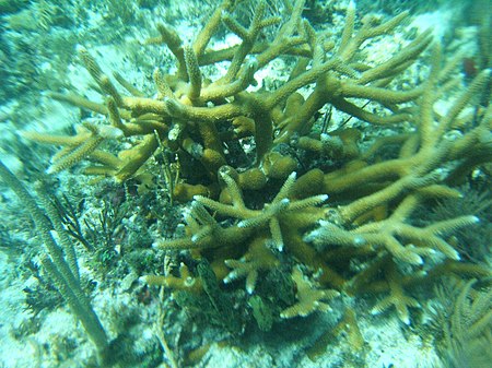 Acropora cervicornis