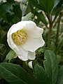 Helleborus niger - erratic flowering (9 June 2020)