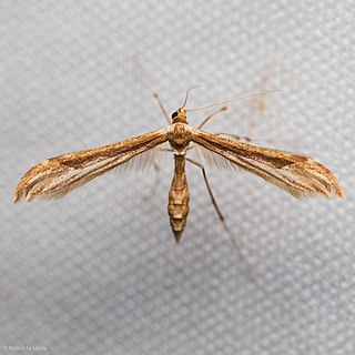 <i>Hellinsia fieldi</i> Species of plume moth