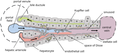 August 5: Illustration of part of a liver lobule.