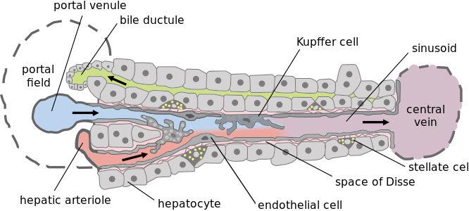 Unitat elemental de l'acinus: arterioles hepàtica (en vermell), vena porta (en blau), cordó d'hepatòcits, canalicle biliar (en verd), vena central.