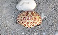 Spesies Hepatus epheliticus atau calico box crab.