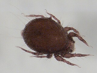 Hermanniellidae Family of mites