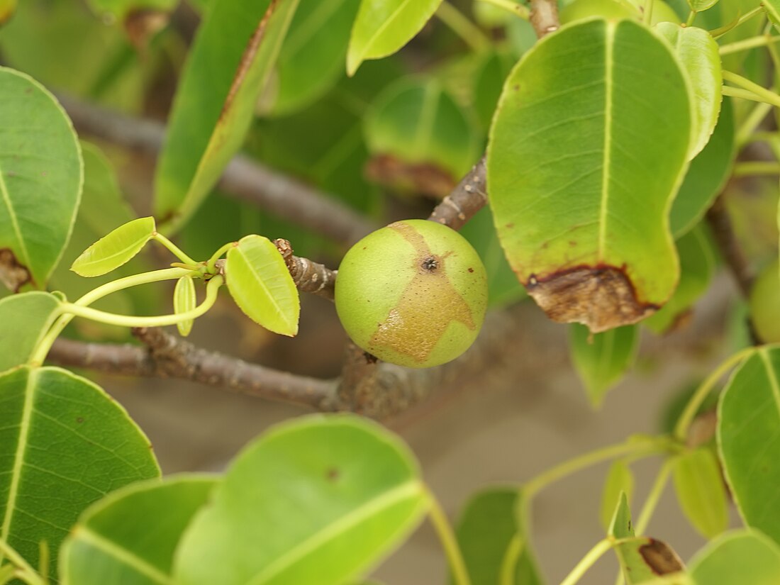 മഞ്ചിനീൽ