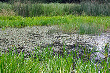 Typical habitat with a large population, Germany HirudoMedicinalisHabitat.jpg