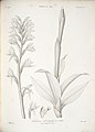 Chloraea piquichen as syn. Chloraea odontoglossa in Claudio Gay: Atlas de la historia física y política de Chile (1854)
