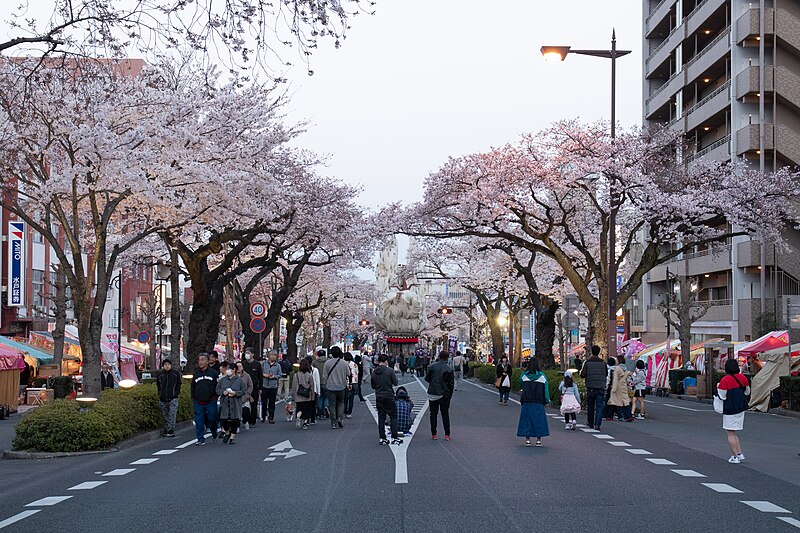 File:Hitachi Sakura Festival, Ibaraki 12.jpg