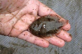 Hogchoker Species of flatfish