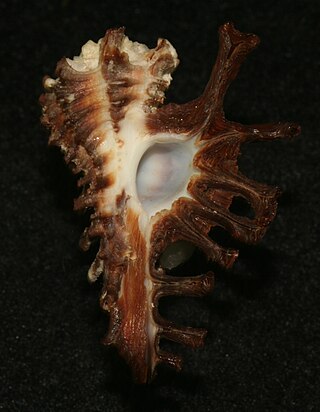 <i>Homalocantha scorpio</i> Species of gastropod