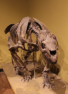 <i>Homalodotherium</i> Extinct genus of mammals