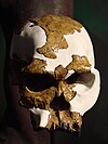 Czaszka Homo habilis (Uniwersytet w Zurychu) -1.JPG