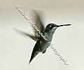 Hovering female ruby throated hummingbird (2739259198).jpg