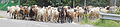 * Nomination Herd of goats with a few sheep, Huermeda, Spain --Poco a poco 17:37, 26 July 2012 (UTC) * Promotion QI for me. -- JLPC 21:40, 26 July 2012 (UTC)