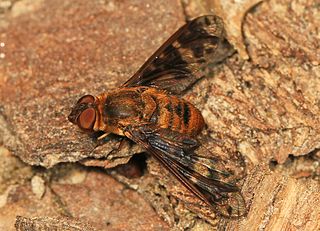 <i>Dipalta banksi</i> Species of fly