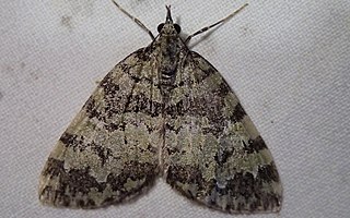 <i>Hydriomena speciosata</i> Species of moth