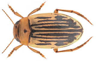 <span class="mw-page-title-main">Hygrotus parallellogrammus</span> Species of beetle