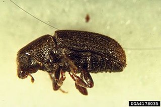 <i>Hylastes porculus</i> Species of beetle