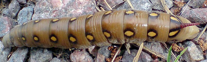 File:Hyles-gallii-caterpillar.jpg